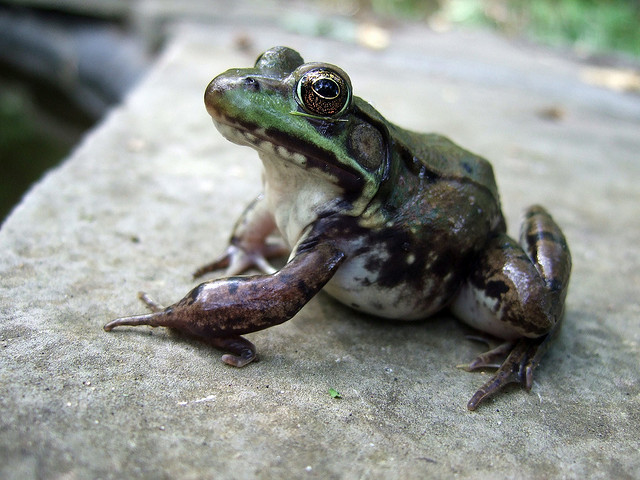 Frog discovery reveals secrets of Tibet’s creation