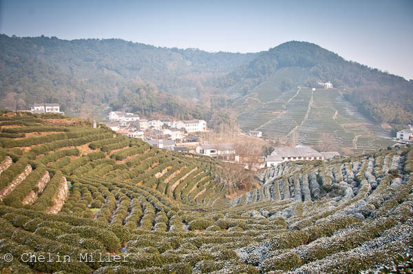 Impressions of Longjing on a Winter’s Day
