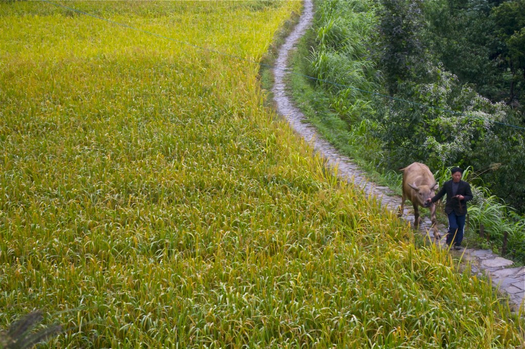 When the Paparazzi Flock to Guizhou…