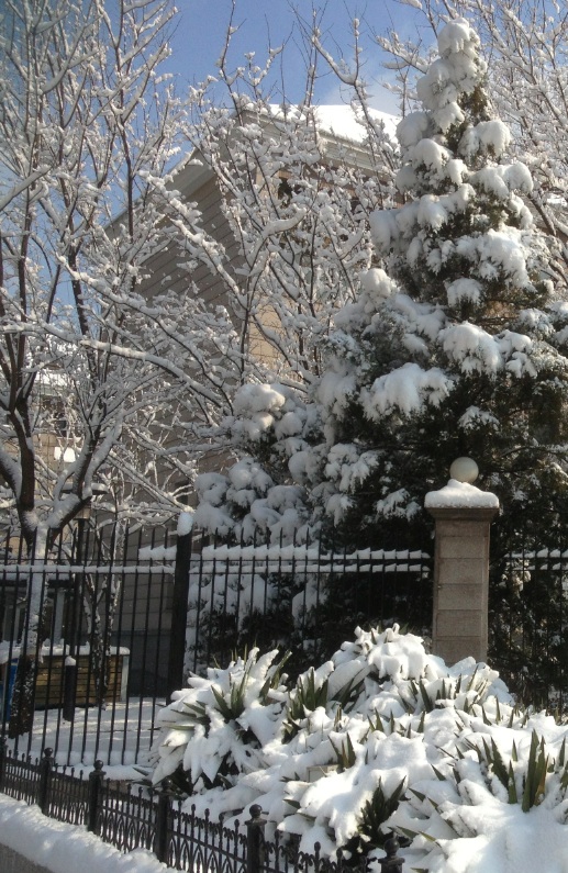 A Surprise Snowfall in Beijing