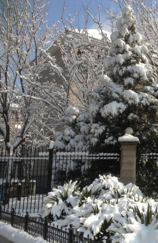 Snow A Surprise Snowfall in Beijing
