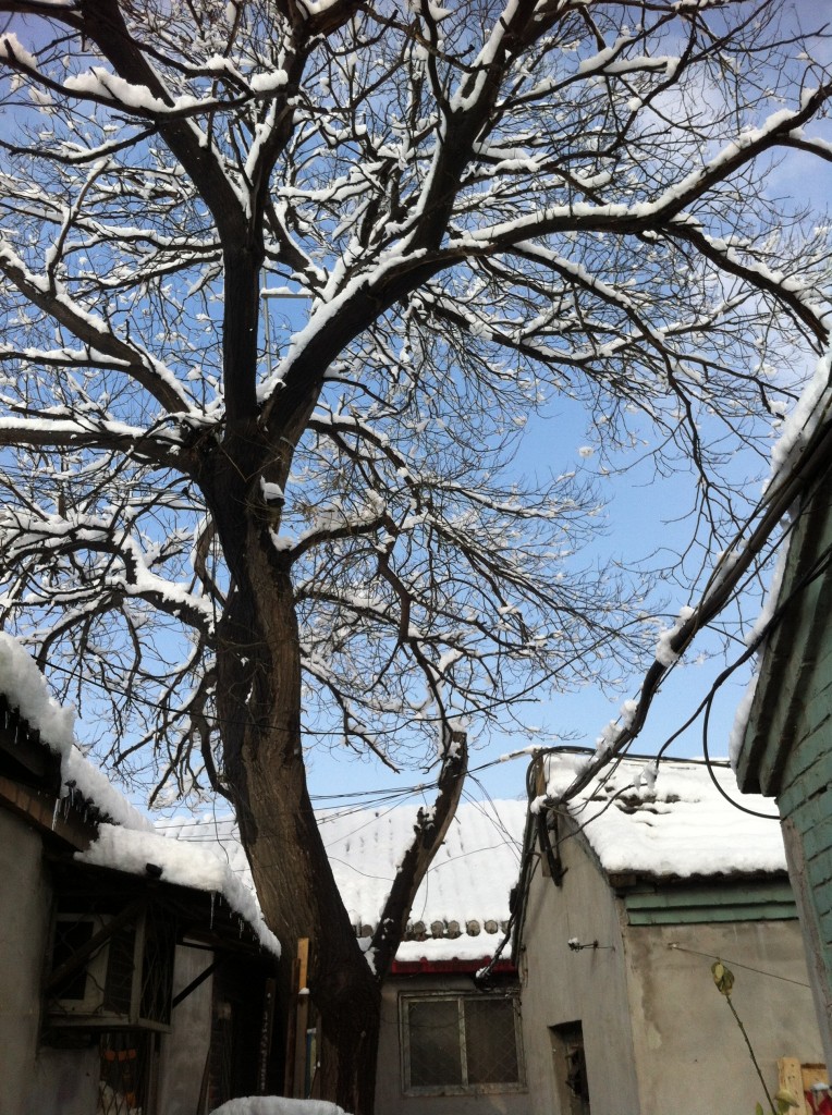 A Surprise Snowfall in Beijing