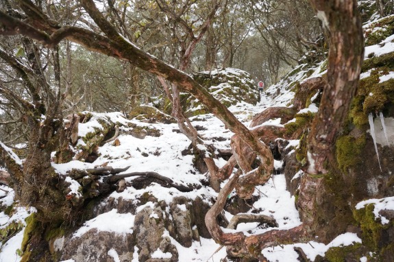 China Travel: Discover Mount Emei in Sichuan