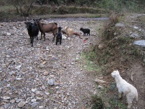 Guizhou: an Unexpected Discovery