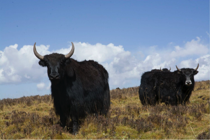 Unexpected Luxury in the Gansu Wilderness