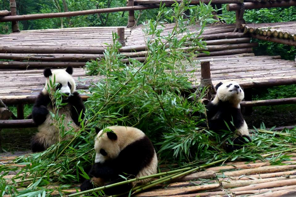 The Best Places to See Pandas in Chengdu