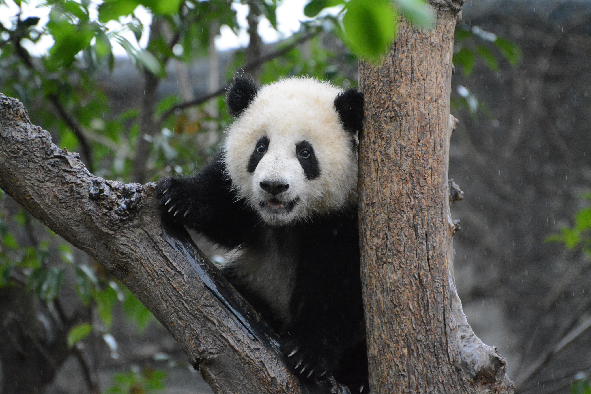 The Best Places to See Pandas in Chengdu