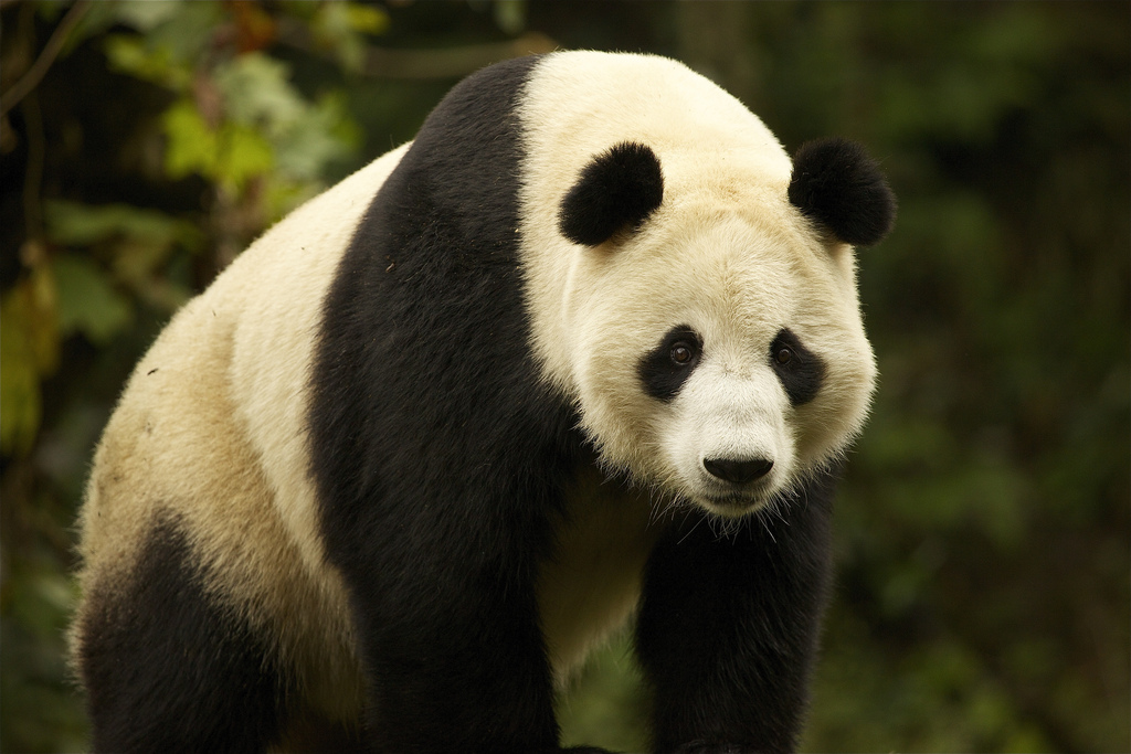 The Best Places to See Pandas in Chengdu