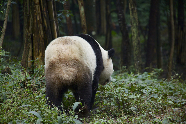 The Best Places to See Pandas in Chengdu