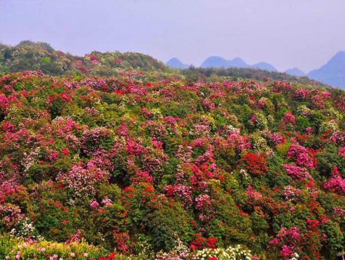 The Unexpected, Natural Wonders of Guizhou