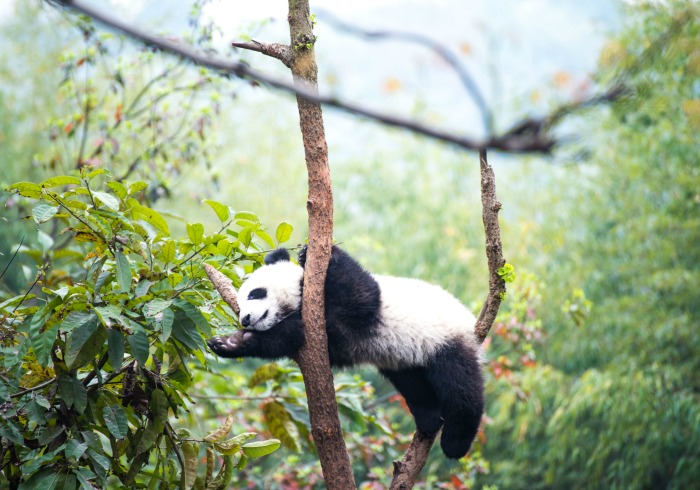 4 Out of the Ordinary Ways to Visit Pandas in China