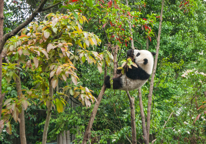4 Out of the Ordinary Ways to Visit Pandas in China