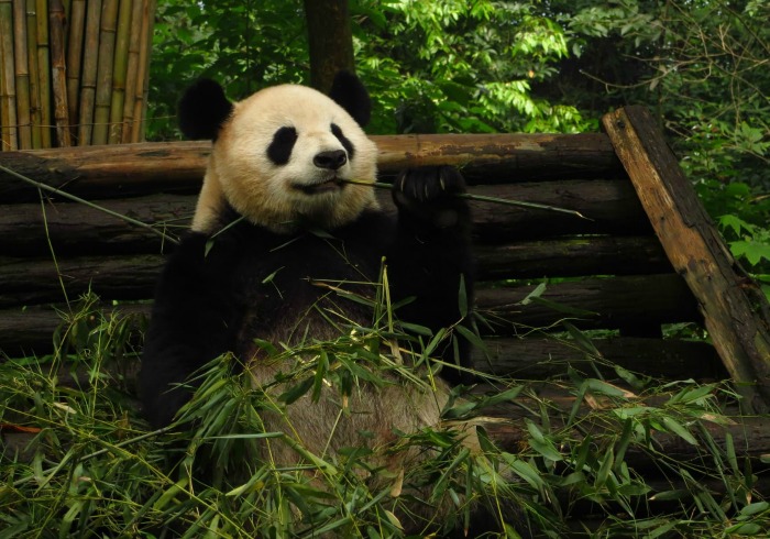 4 Out of the Ordinary Ways to Visit Pandas in China