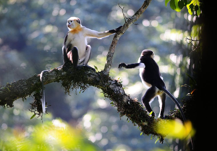 Earth Day: Track pandas and monkeys as part of new conservation efforts