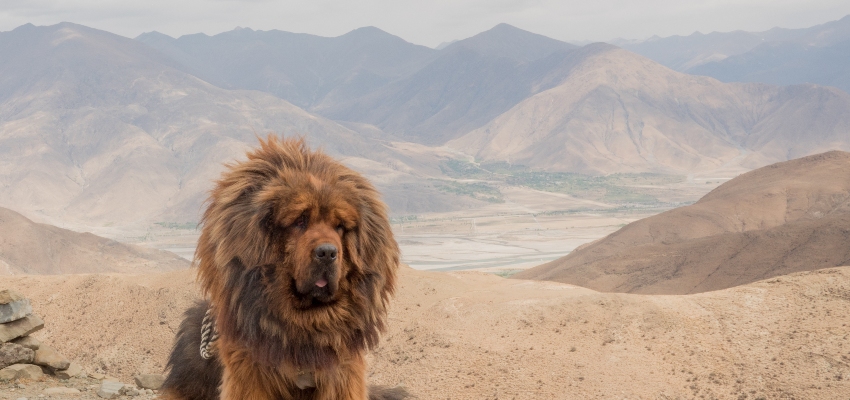Debunked: 4 Myths About Traveling to Tibet That Just Aren&#8217;t True
